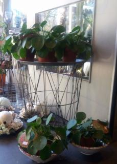 planten Planten